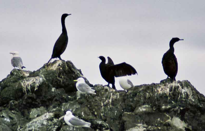 Cormorán - Alaska - EEUU.jpg